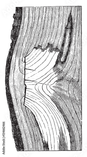 Trognon oak branch, vintage engraving.