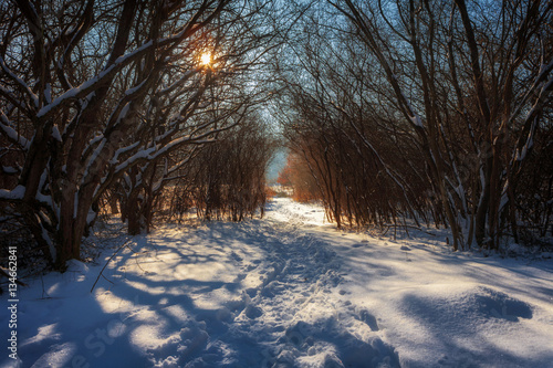 winter landscape of a forest with path at sunset