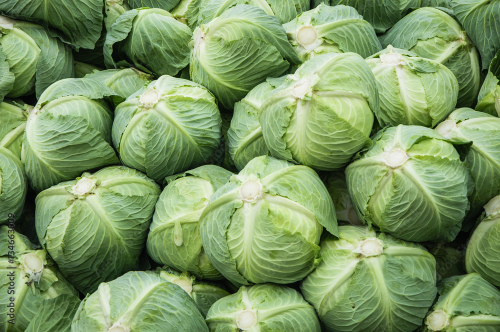 The cabbage closeup The cabbage closeup