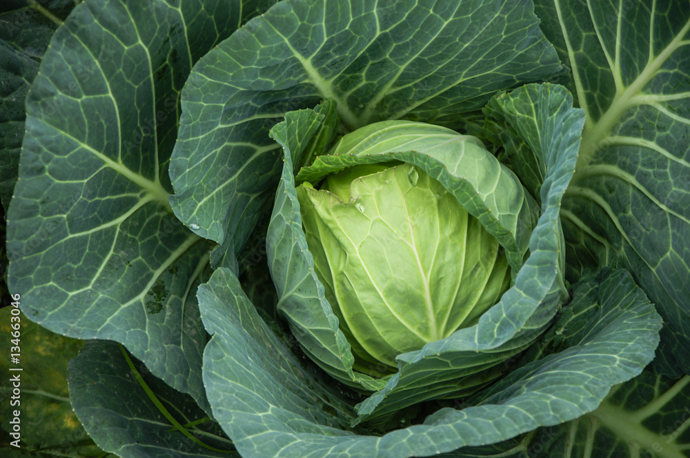 The cabbage closeup The cabbage closeup