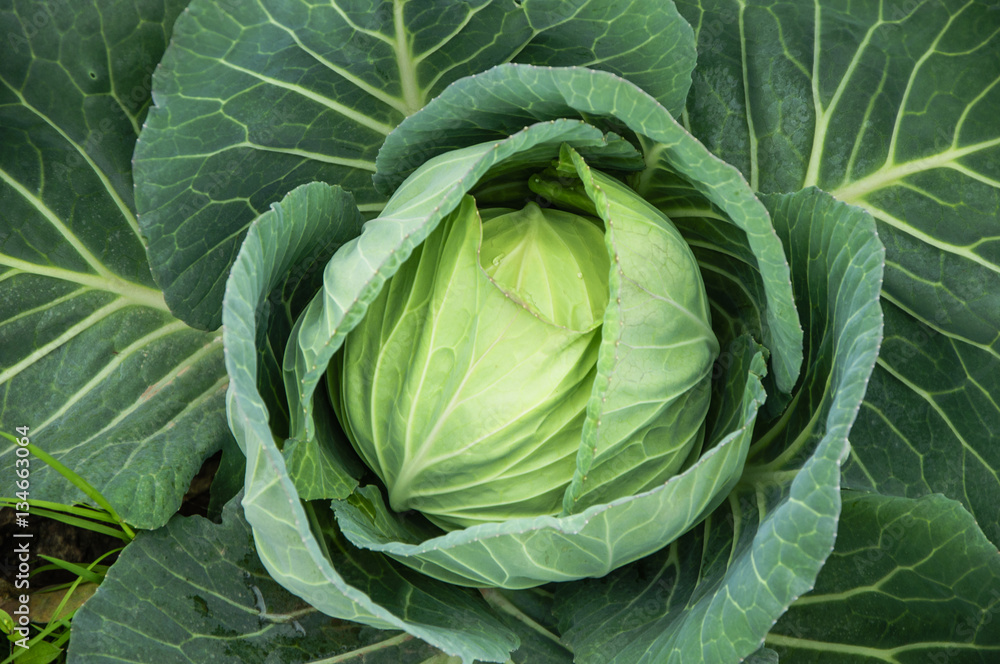 The cabbage closeup The cabbage closeup
