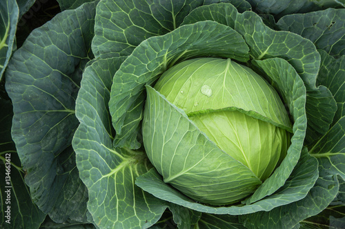 The cabbage closeup