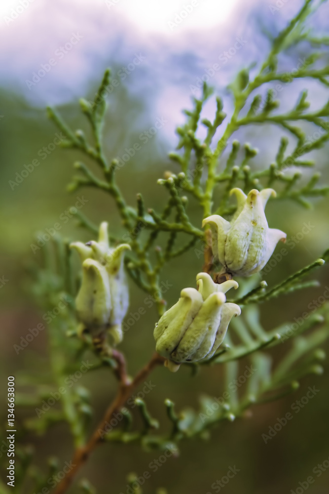 Pinecone buds on a pine tree closeup Pinecone buds on a pine tree closeup