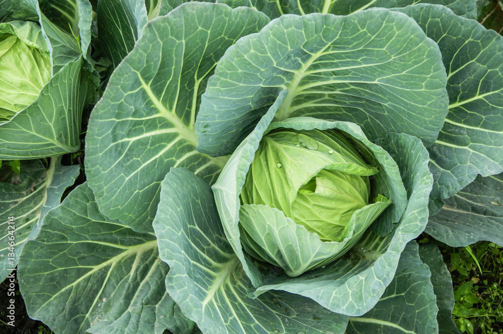 The cabbage closeup The cabbage closeup