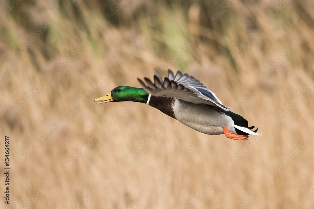 Obraz premium Mallard, Duck, Anas platyrhynchos