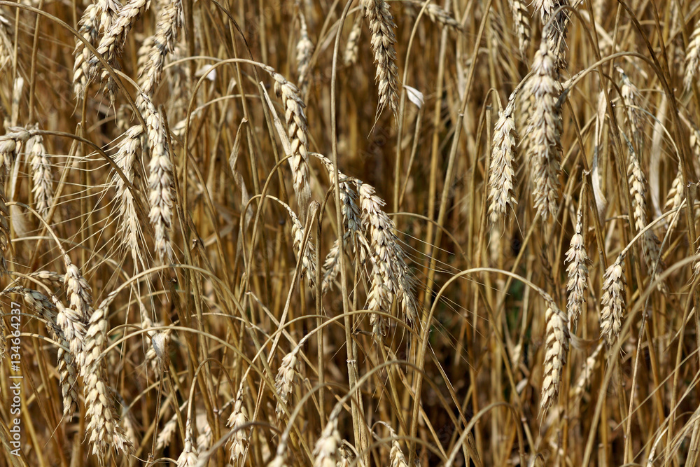 Fototapeta premium Ears of golden wheat closeup in sunny summer day - abstract background