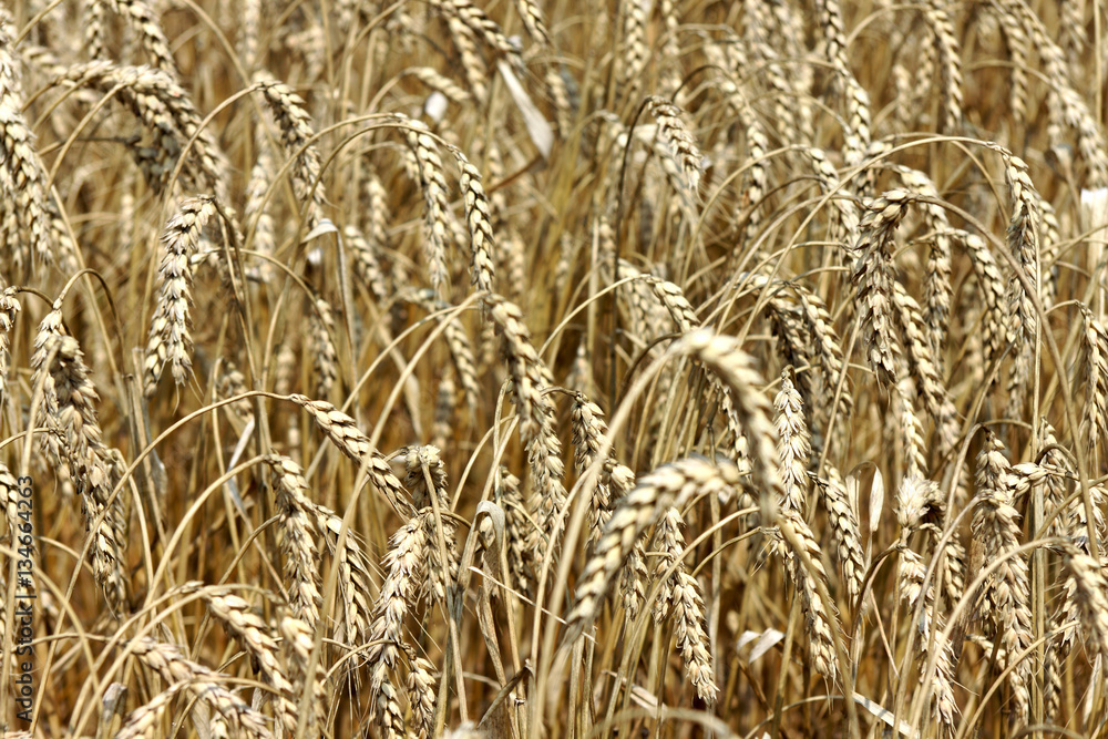 Ears of golden wheat closeup in sunny summer day - abstract background Ears of golden wheat closeup in sunny summer day - abstract background