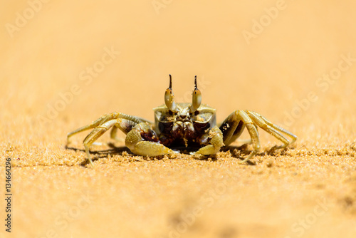 land crab on the Beach in Thailand