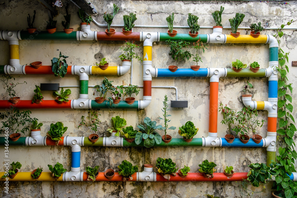 Fototapeta Urban Gardening - kolorowe rury wypełnione warzywami