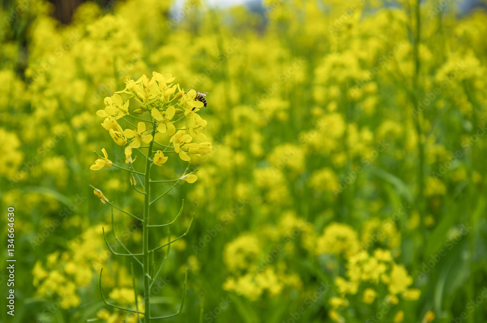 Obraz premium The rape flowers closeup 