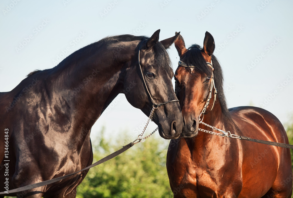 Obraz portrait of two Trakehner stallions in meadow