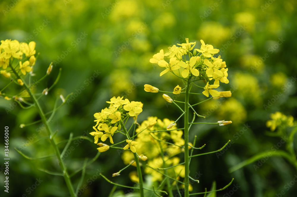 The rape flowers closeup 