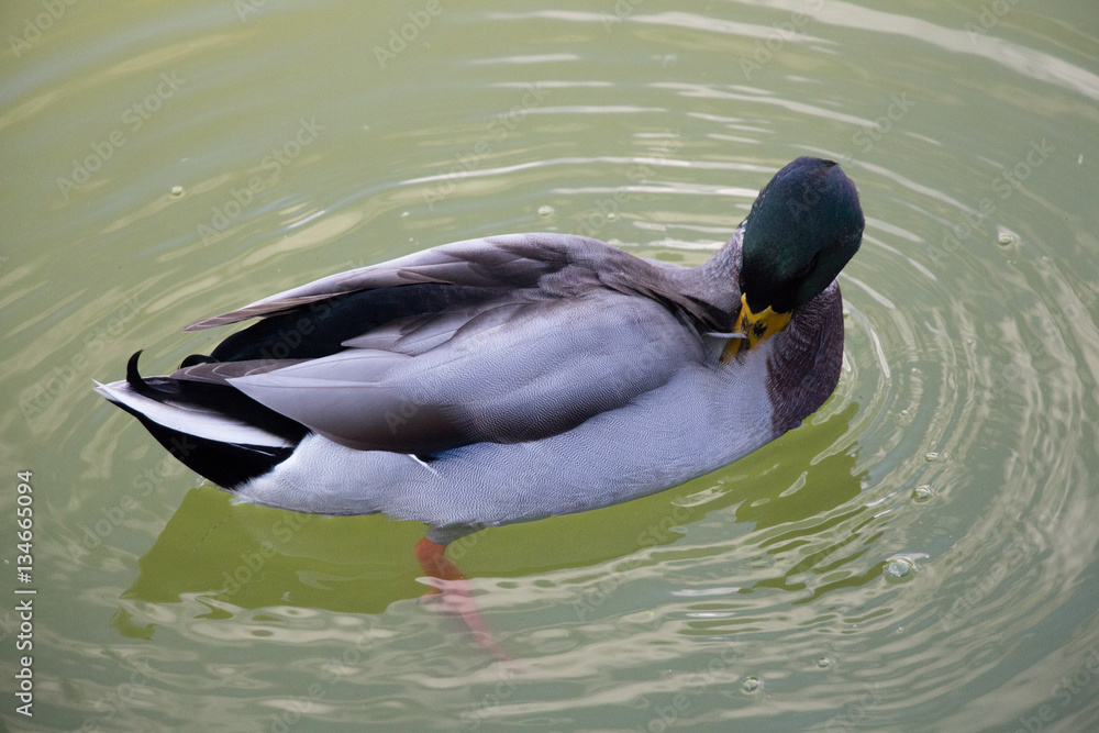 A duck cleans feathers in a green water pond. A duck cleans feathers in a green water pond.