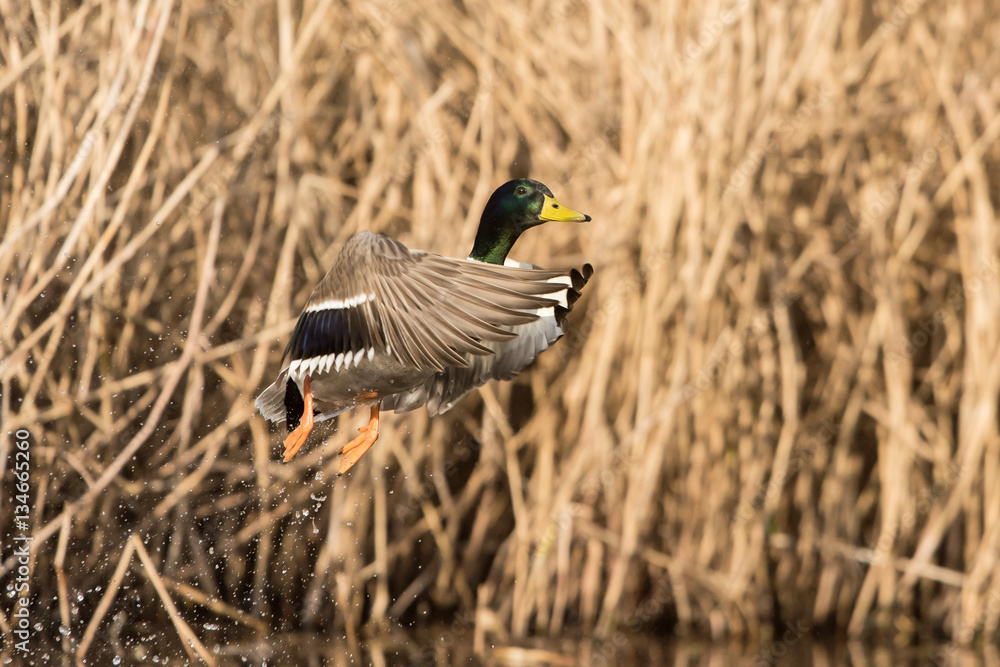 Obraz premium Mallard, Duck, Anas platyrhynchos