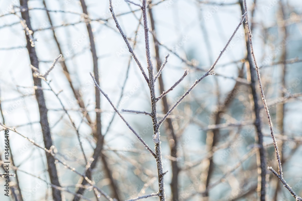 Winter tree branches with rime Winter tree branches with rime
