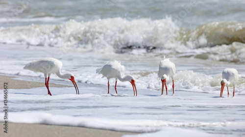 Four white ibises (Eudocimus albus) on the shore, looking for craps, in the background a wave, Sanibel Island, Florida, USA photo