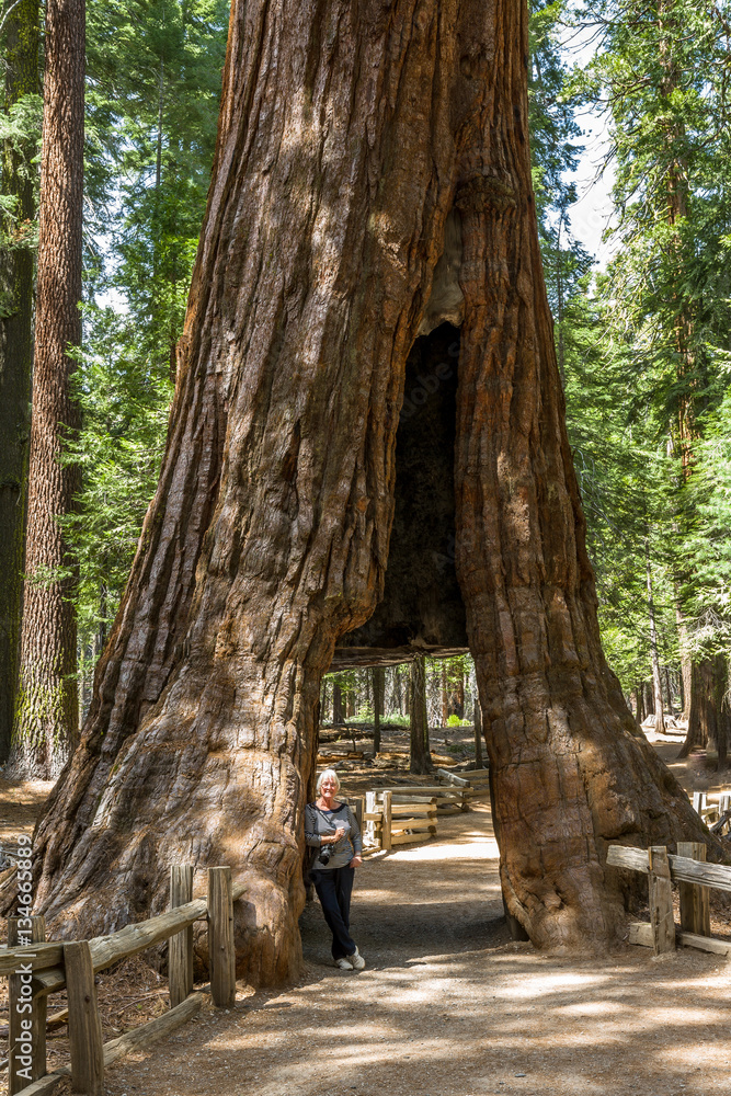 Woman at the California Tunnel Tree ,Yosemite NP, CA, USA Woman at the California Tunnel Tree ,Yosemite NP, CA, USA