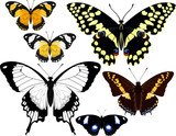 vector african butterflies