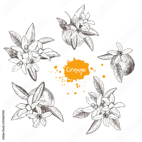Set of isolated hand drawn oranges and flowers in sketch style. 