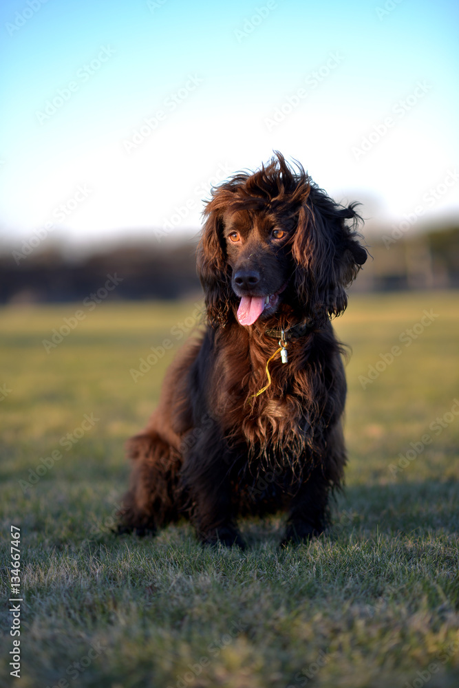 Fototapeta premium Spaniel