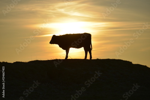 Cow © Peter Cripps