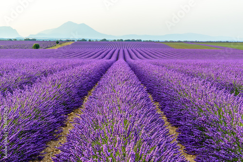 lilac lavender fields surrounded by mountains  Provence