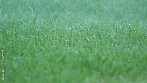 Wallpaper Mural panning shot of Automatic Garden Lawn sprinkler in action watering grass. Torontodigital.ca
