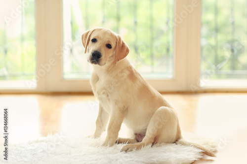 Golden Labrador dog in room