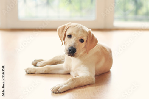 Golden Labrador dog in room
