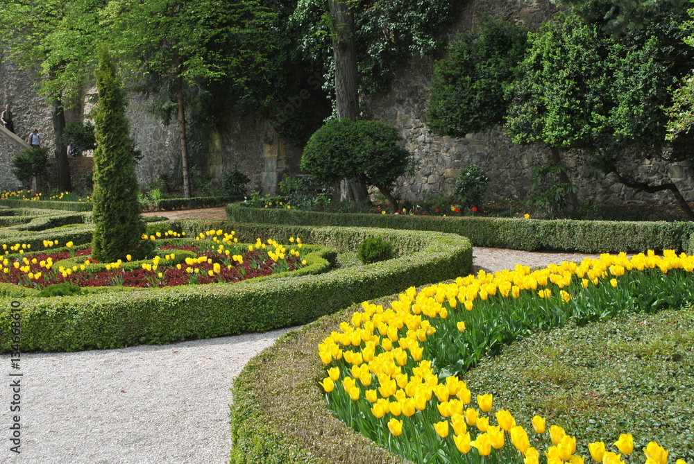 Obraz premium Tulipany w ogrodzie