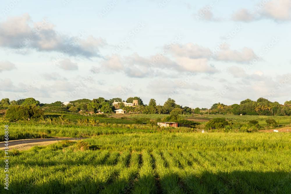 sugar cane plantation, Guadeloupe