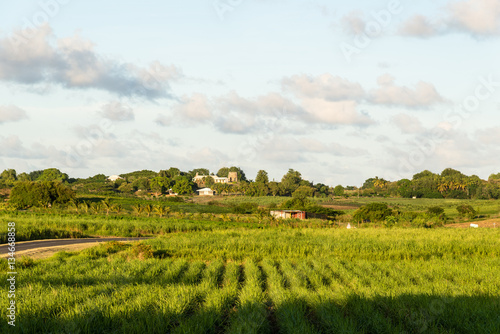 sugar cane plantation, Guadeloupe