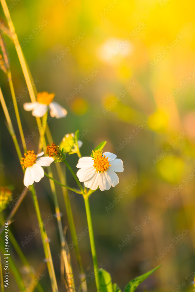 Grass flower causes the allergic symptoms Grass flower causes the allergic symptoms