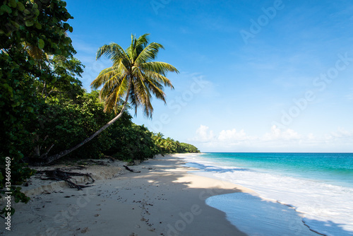 tropical beach with turquoise water on Marie-Galante, Guadeloupe © Jakob Fischer