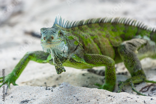 green iguana © Jakob Fischer