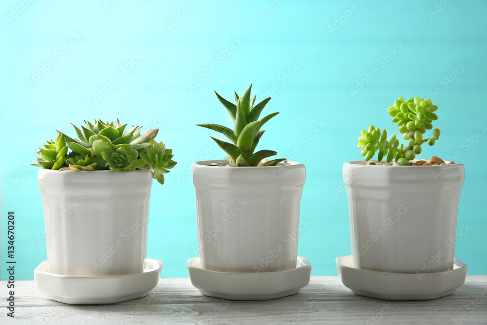 Pots with succulents on blue background Pots with succulents on blue background