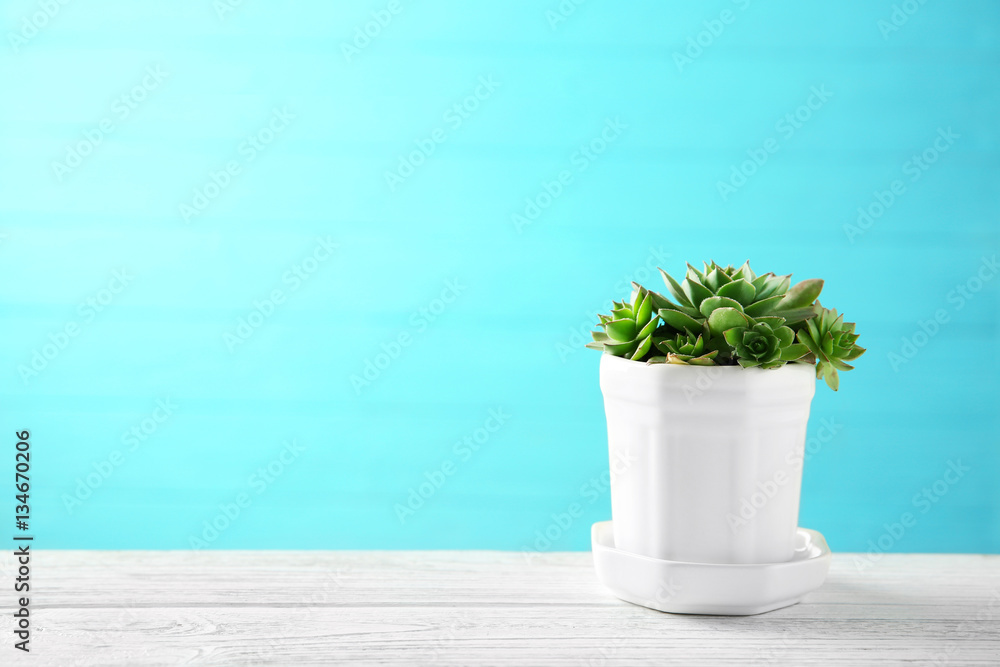 Pot with succulent on blue background Pot with succulent on blue background