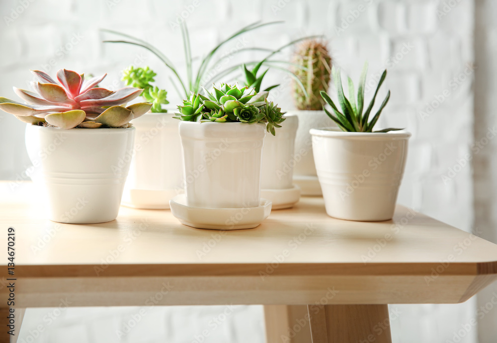 Pots with succulents on table against brick wall background