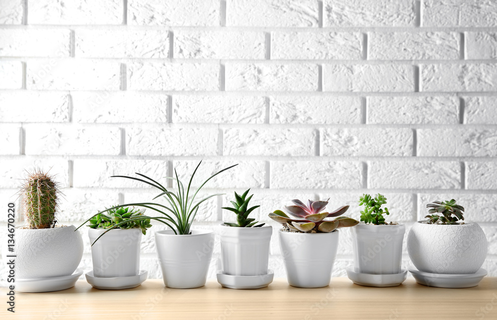 Pots with succulents on table against brick wall background