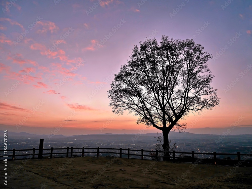 Naklejka premium Glowing sunset light and tree silhouette with city view. Nara. Japan. 