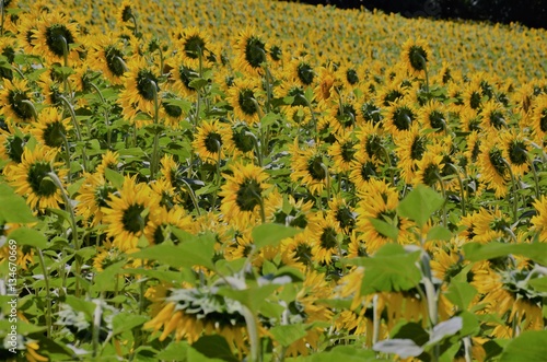 girasoli photo