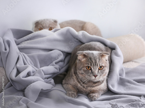 Cute funny cat lying on plaid at home