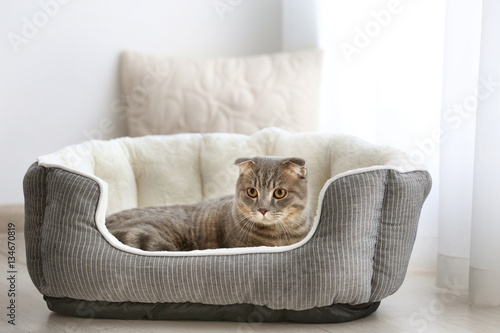 Fototapeta Naklejka Na Ścianę i Meble -  Cute funny cat in bed at home