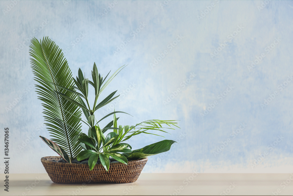 Fototapeta premium Plant arrangement on a color background