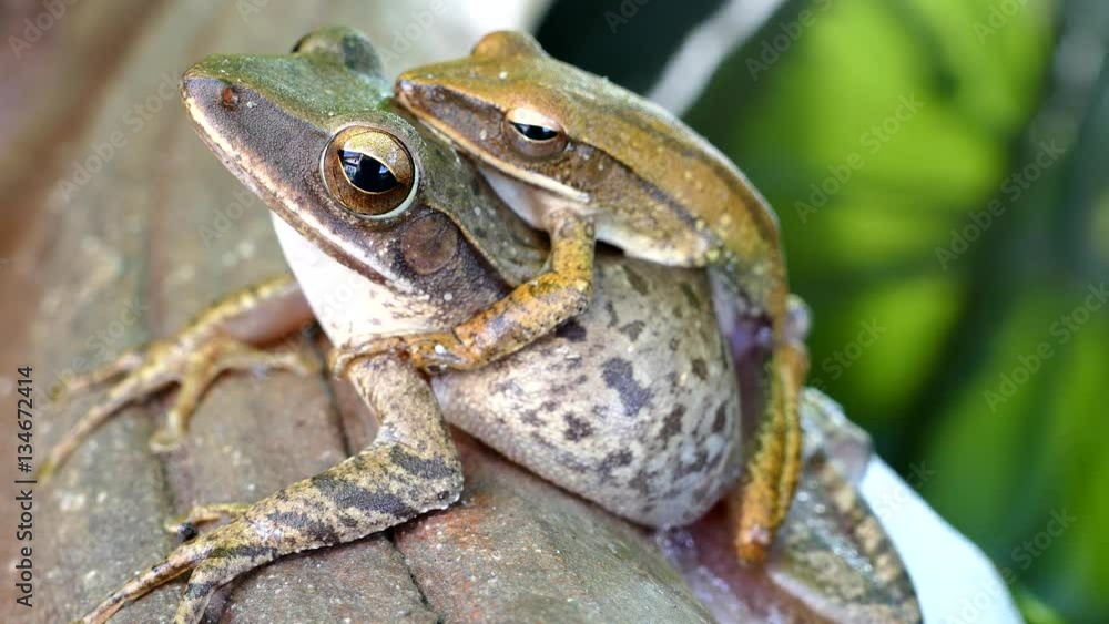 Yellow tree frog breeding and spawn
Yellow tree frog breeding and spawn