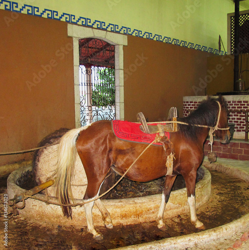 Baked agave fruit milled by the horse to create the mash 