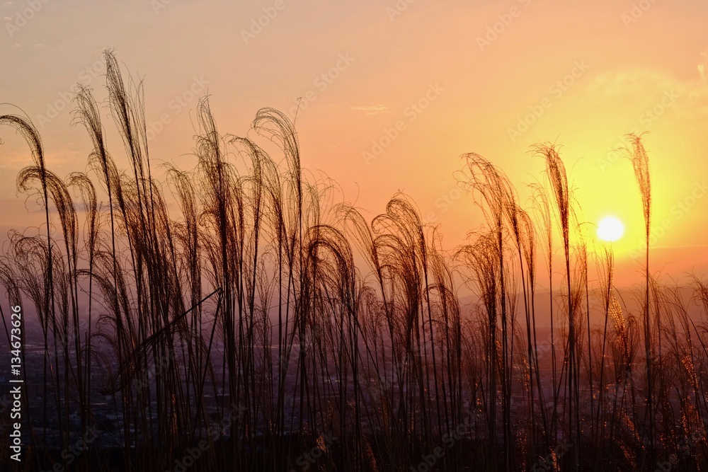 Morning sun rising through sparlking grass. Nara. Japan. 