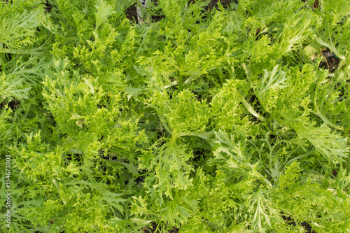 Vegetable garden