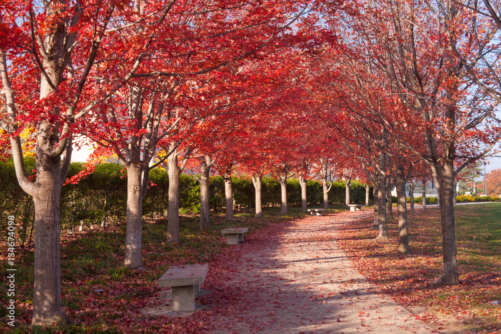 Naklejka premium Fall at the Park