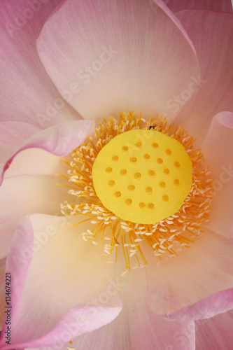 Details of lotus for background